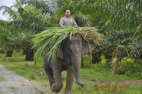Elefant Elefantentransport