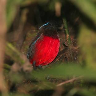Sicuan Vogel