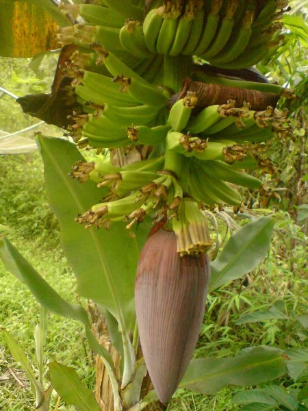 Bananen