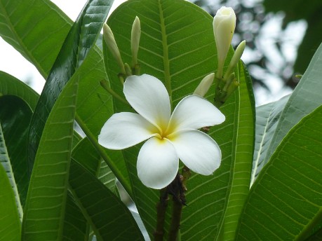 Blume