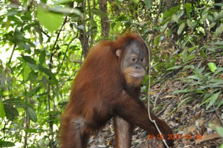 Orang Utan