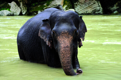 Elefant im Fluss Elefant im Fluss