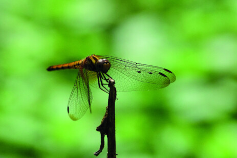 Libelle Libelle