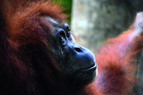 Orang Utan Orang Utan